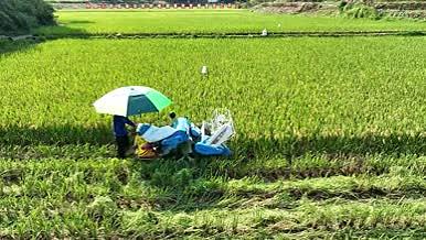 秋收农田稻田丰收机械收割高标准农田视频的预览图